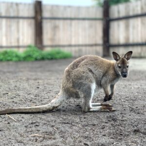 image00256