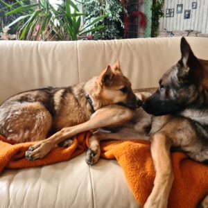 psy z Ukrainy (2)
