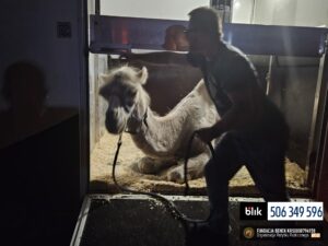 Jaga w Benkowie (2)m