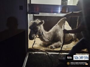 Jaga w Benkowie (3)m