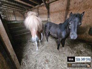 Toldi i Wegielek (1)