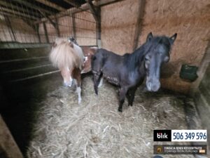 Toldi i Wegielek (2)