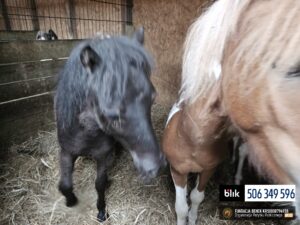 Toldi i Wegielek (3)