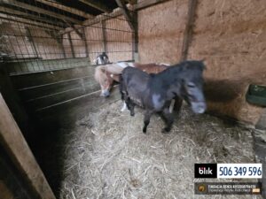 Toldi i Wegielek (4)