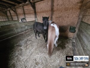 Toldi i Wegielek (5)