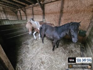 Toldi i Wegielek (6)