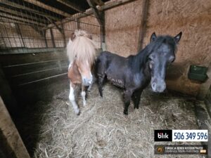 Toldi i Wegielek (7)