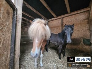 Toldi i Wegielek (8)