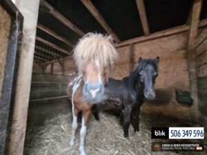 Toldi i Wegielek (9)