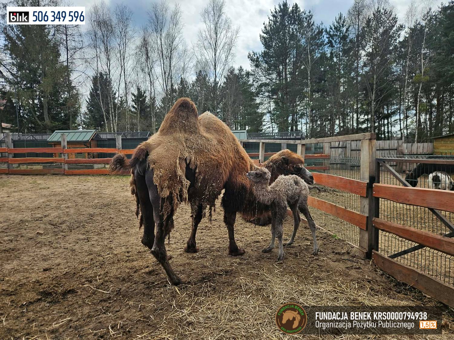 Taco i Tekla wielblady fundacja benek (1)