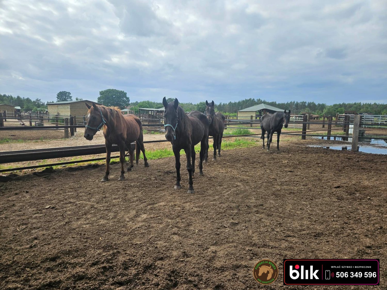 Kasztanka, Fela , Troja, Akacja konie (2)
