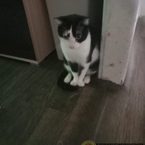 9 kotów pomoc (10)