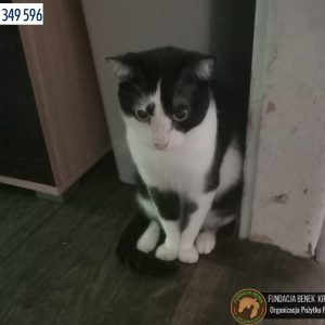 9 kotów pomoc (7)
