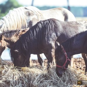 Arlo Dasza z synkiem Malinka kwarantanna