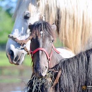 Arlo Malinka Dasza kwarantanna