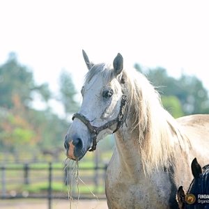 Arlo kwarantanna (1)