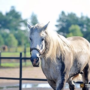 Arlo kwarantanna (2)