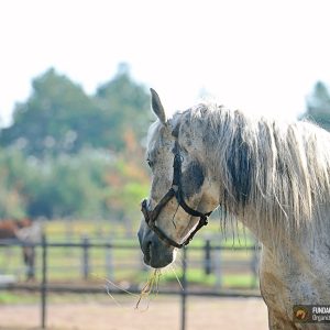 Arlo kwarantanna (4)