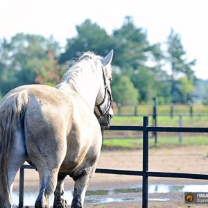 Arlo kwarantanna (5)