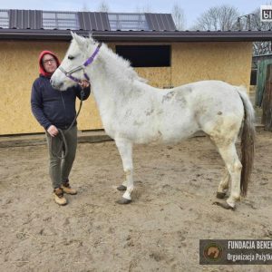 Bajka w Benkowie (5)