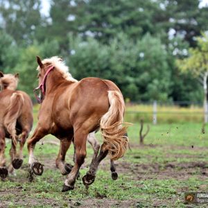 Basia i Julian w stadzie 7-24 (7)