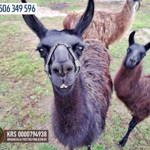 Benkowo goscie 10-23 (2)