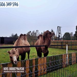 Benkowo goscie 10-23 (7)