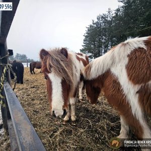 Całuska i Ciapka (1)