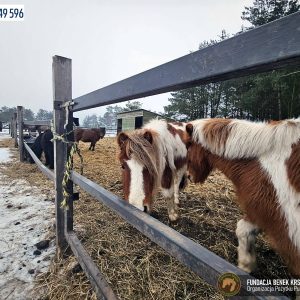 Całuska i Ciapka (2)