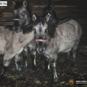 Cztery koniki polskie (1)