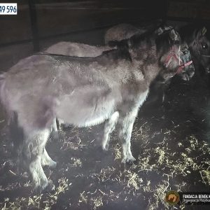 Cztery koniki polskie (2)
