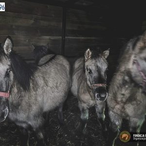 Cztery koniki polskie (3)