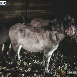 Cztery koniki polskie (4)