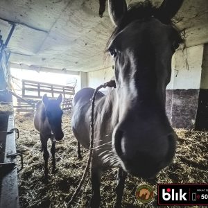 Czupurek i mama KN (1)