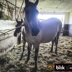 Czupurek i mama KN (10)