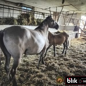 Czupurek i mama KN (11)