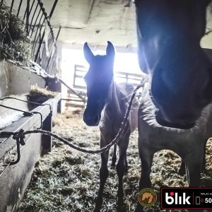 Czupurek i mama KN (2)