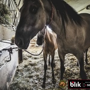 Czupurek i mama KN (3)