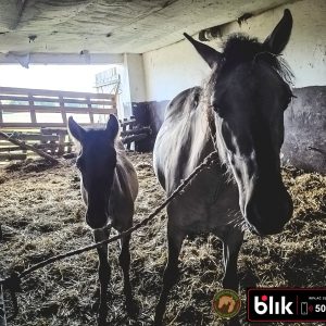 Czupurek i mama KN (4)