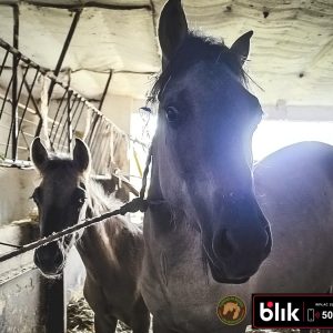 Czupurek i mama KN (5)
