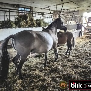 Czupurek i mama KN (6)
