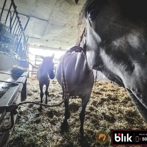 Czupurek i mama KN (7)