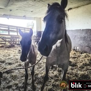 Czupurek i mama KN (8)