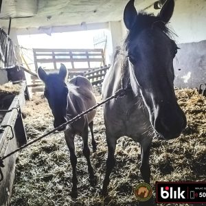 Czupurek i mama KN (9)