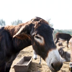 Czupurek na słonku (1)