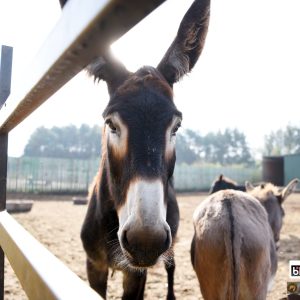 Czupurek na słonku (3)