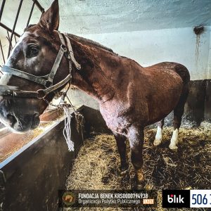 Dudek (2)