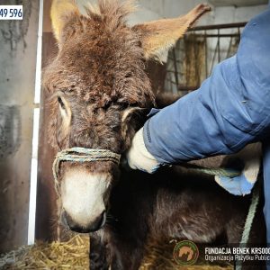 Duszek osioł (1)