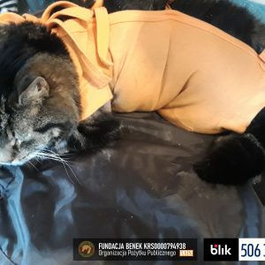 Felcia po operacji (1)