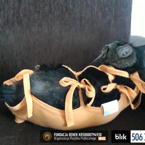 Felcia po operacji (2)